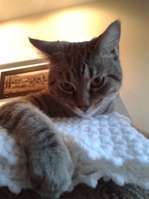 max cat.JPG